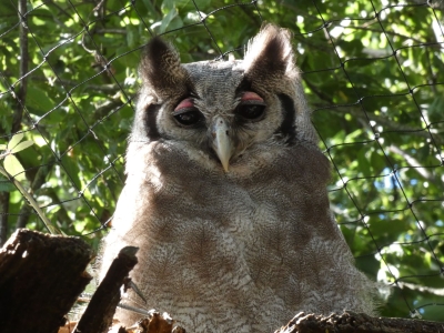 Verreaux's eagle-owl - De Zonnegloed - Animal park - Animal refuge centre 